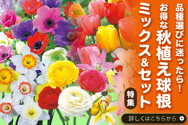 秋植え球根ミックス＆セット特集
