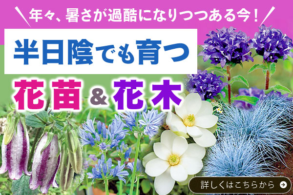 半日陰でも育つ花苗＆花木