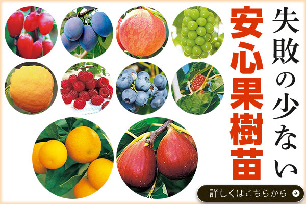 失敗の少ない安心果樹苗
