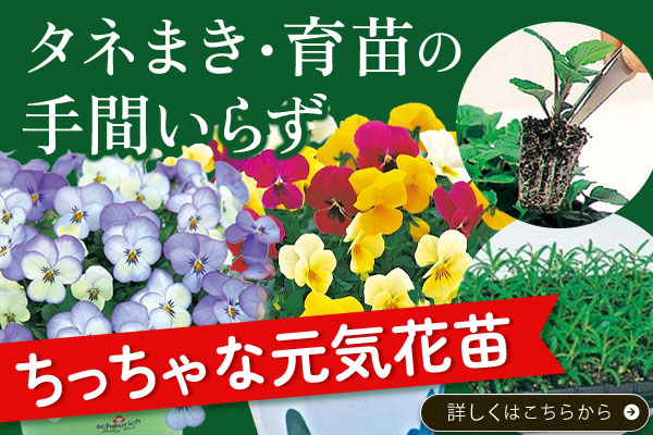 ちっちゃな元気花苗