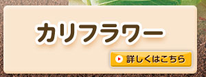 カリフラワー
