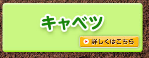 キャベツ