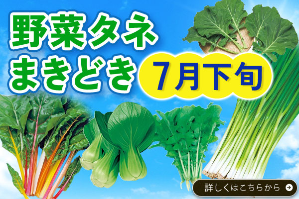 野菜タネまきどき【7月下旬】