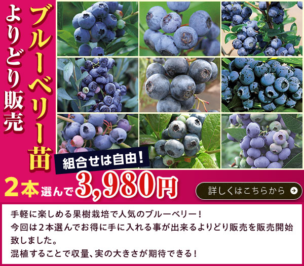 ブルーベリー苗よりどり販売