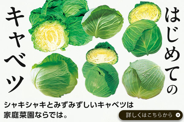 はじめてのキャベツ