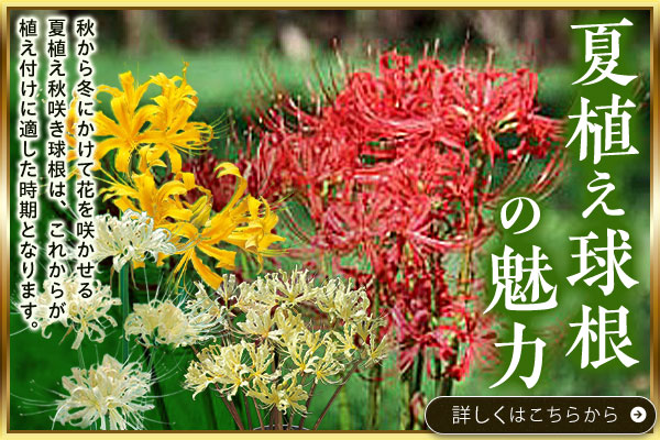夏植え球根の魅力