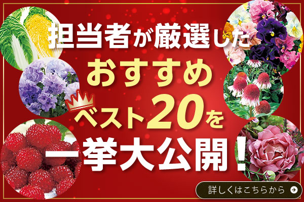 26年夏秋担当者おすすめベスト20