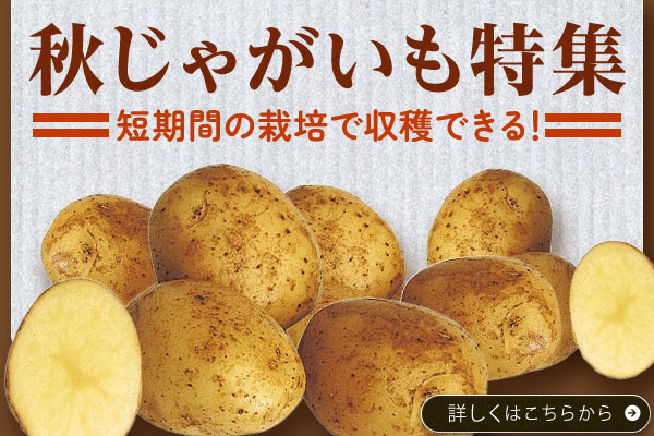 じゃがいも特集
