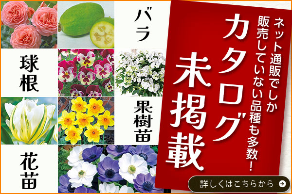 カタログ未掲載特集