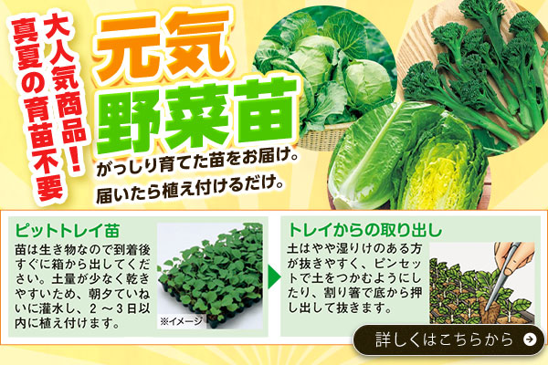 元気野菜苗　締切間近