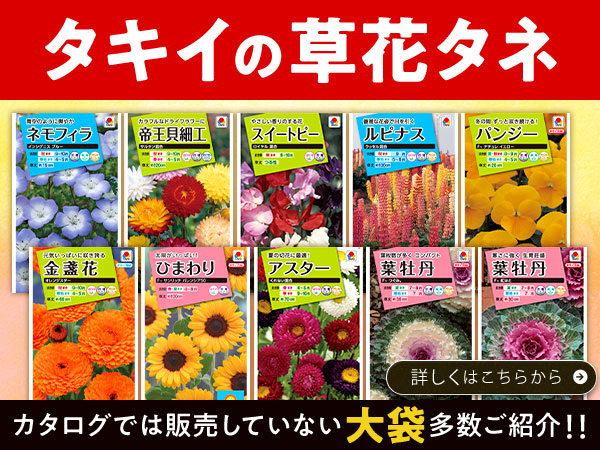 草花タネ大袋販売