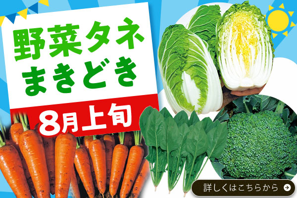 野菜タネまきどき【8月上旬】