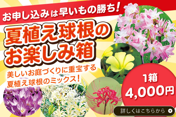 夏植え球根のお楽しみ箱