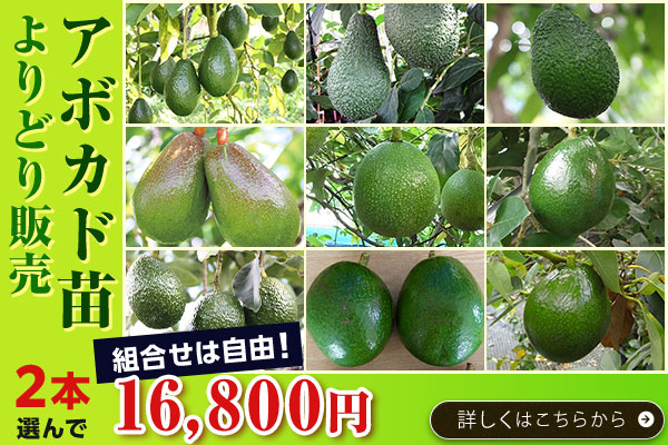 アボカド苗よりどり販売2本16,800円