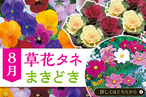 草花タネまきどき【8月】