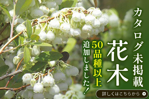 カタログ未掲載【花木】