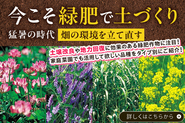 今こそ緑肥で土づくり猛暑の時代「畑の環境を立て直す」