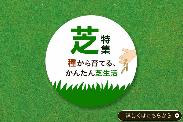 芝特集