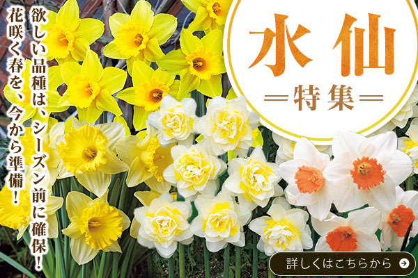 すいせん特集