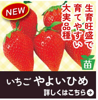 やよいひめ