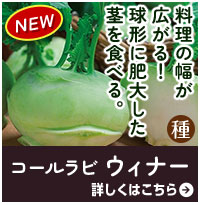 コールラビ　ウィナー