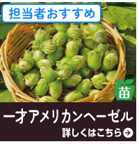一才アメリカンヘーゼル