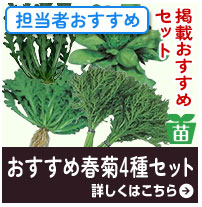 おすすめ春菊4種セット