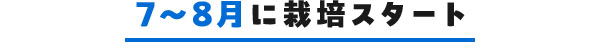 7～8月に栽培スタート