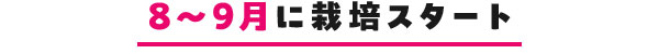 8～9月に栽培スタート