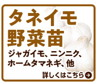タネイモ野菜苗