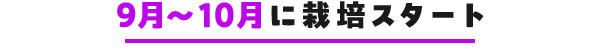 9～10月に栽培スタート