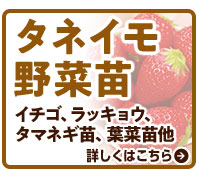 タネイモ野菜苗