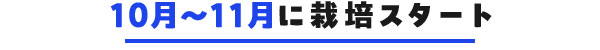 10～11月に栽培スタート