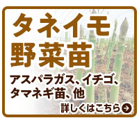 タネイモ野菜苗