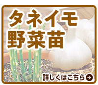 タネイモ野菜苗