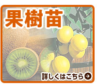 果樹苗