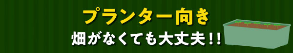 プランター向き　畑がなくても大丈夫！！