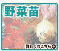 野菜苗