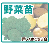野菜苗