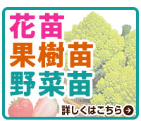 花苗、果樹苗、野菜苗