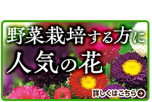 野菜栽培する方に人気の花