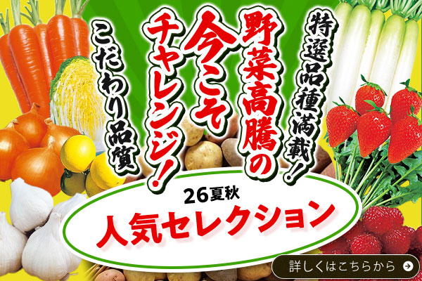 人気セレクション