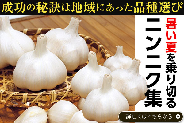 暑い夏を乗り切るニンニク集