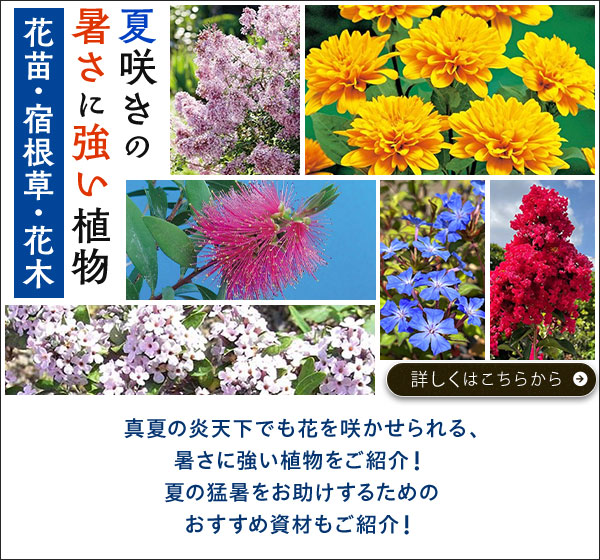 夏咲きの暑さに強い植物【花苗･宿根草･花木】