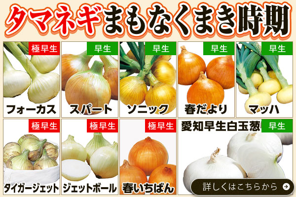 タマネギ受注開始！しました