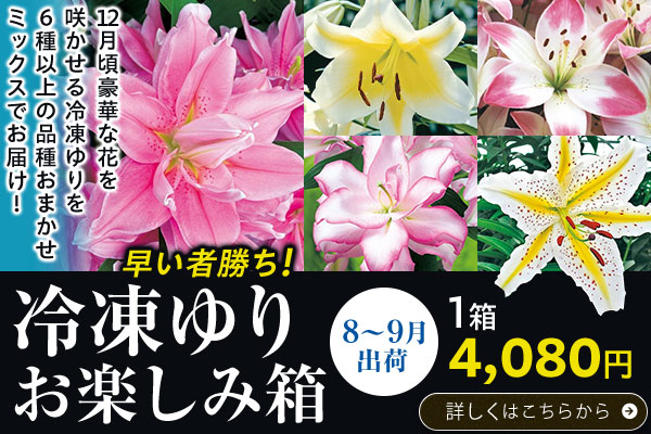 早い者勝ち！冷凍ゆりお楽しみ箱【８～９月出荷】