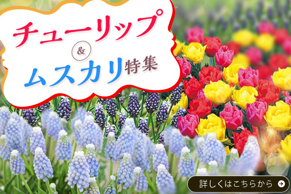 チューリップ＆ムスカリ特集
