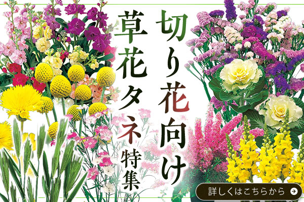 切り花向き草花タネ