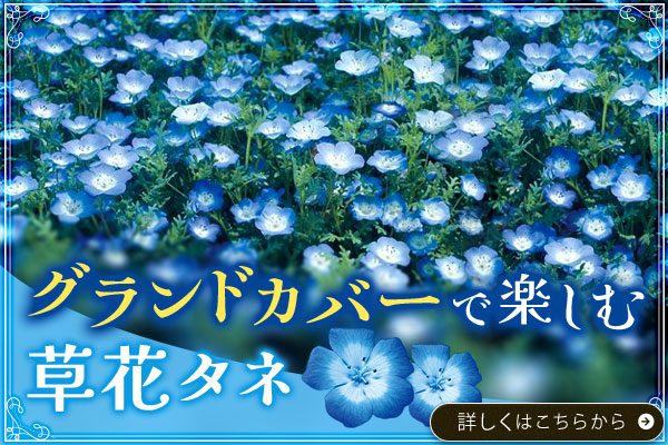 グランドカバーで楽しむ草花タネ