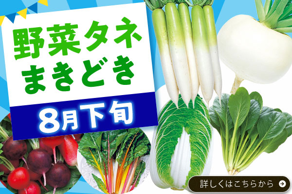 まきどき8月下旬【野菜タネ】
